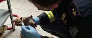 Sette cuccioli abbandonati in un’area di servizio salvati da morte certa dalla polizia item-thumbnail