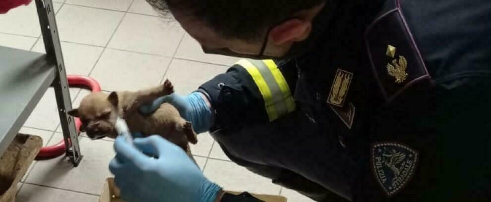 Sette cuccioli abbandonati in un’area di servizio salvati da morte certa dalla polizia