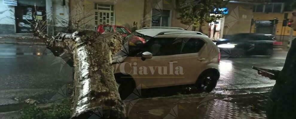 Gioiosa Ionica: albero crolla e colpisce in pieno un’auto