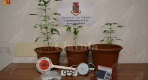 Calabria: Sorpreso a coltivare marijuana in casa, denunciato 23enne item-thumbnail