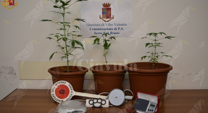 Calabria: Sorpreso a coltivare marijuana in casa, denunciato 23enne