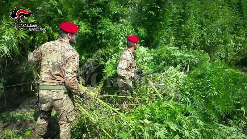 Mammola: coltivavano marijuana in Aspromonte. Emesse 4 misure cautelari