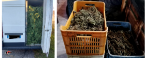 Rosarno, beccati a trasportare e lavorare la marijuana: quattro persone in manette item-thumbnail