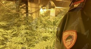 Sorpreso a coltivare cannabis, 47enne finisce in manette item-thumbnail