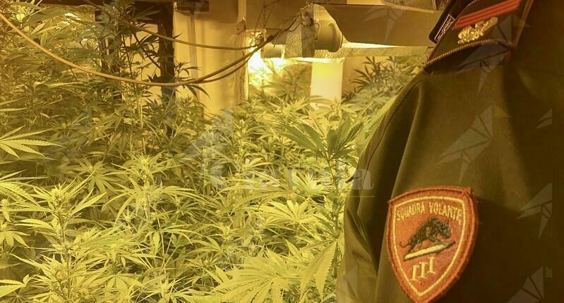 Sorpreso a coltivare cannabis, 47enne finisce in manette
