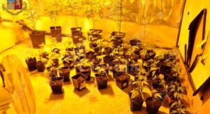 Coltiva marijuana in casa, arrestata item-thumbnail