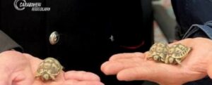 Teneva in casa tre tartarughe in via di estinzione: denunciato un pensionato a Mammola item-thumbnail