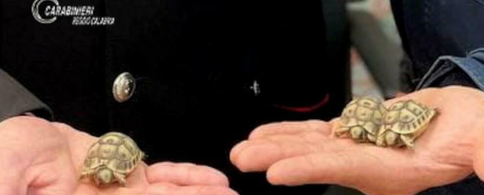 Teneva in casa tre tartarughe in via di estinzione: denunciato un pensionato a Mammola