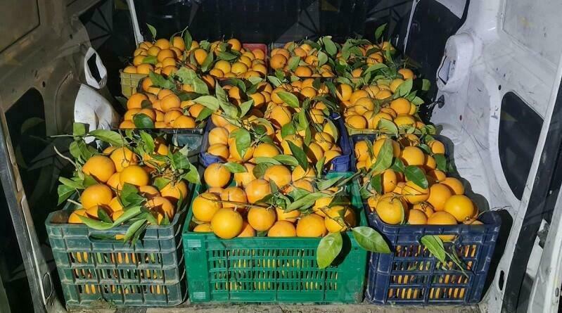 Calabria, rubano 10 quintali di arance. Padre e figlio finiscono in manette