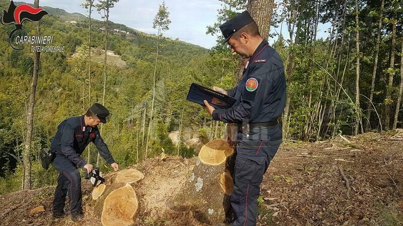 Calabria: il bilancio di un anno di attività al servizio dell’ambiente del Comando Carabinieri per la Tutela Forestale