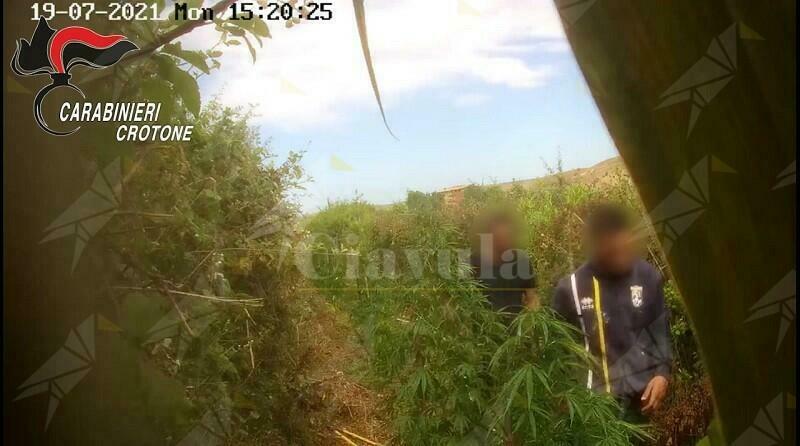 Calabria: coltivavano marijuana, in manette 6 persone