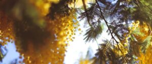 8 marzo: l’Amministrazione di Siderno piantumerà un albero di mimosa nella villa di Piazza Marconi item-thumbnail