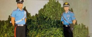 Erano dediti alla coltivazione di una piantagione di marijuana in Calabria, misure cautelari per tre persone item-thumbnail
