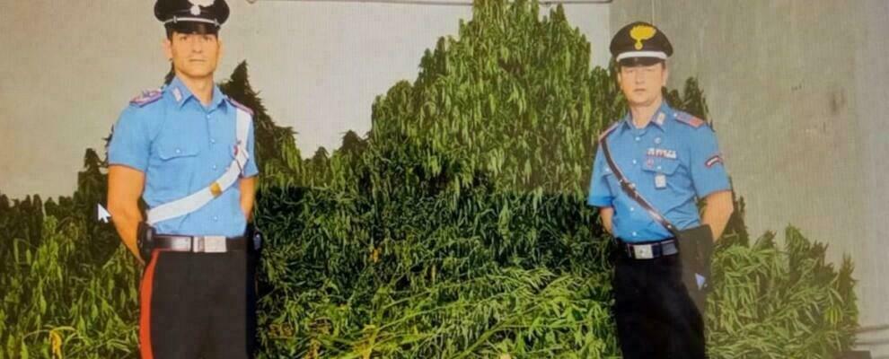 Erano dediti alla coltivazione di una piantagione di marijuana in Calabria, misure cautelari per tre persone