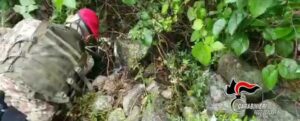 I Carabinieri trovano una pistola e svariate munizioni nascoste in un casolare nel reggino item-thumbnail