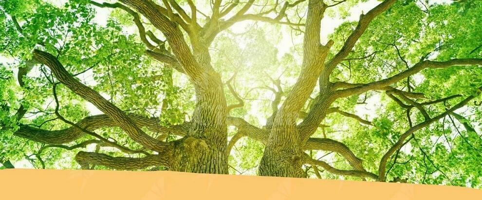 Cinquefrondi per l’ambiente: verranno piantati 200 nuovi alberi