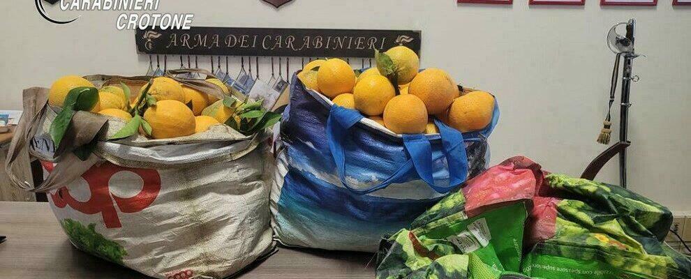 Beccati a rubare 240kg di arance, due arresti nel crotonese