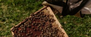 Rubano arnie con dentro le api e la strumentazione per produrre miele: due denunce a Villa S. Giovanni item-thumbnail