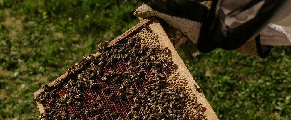 Rubano arnie con dentro le api e la strumentazione per produrre miele: due denunce a Villa S. Giovanni