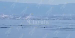 Avvistato branco di delfini a Roccella Jonica – Il video item-thumbnail