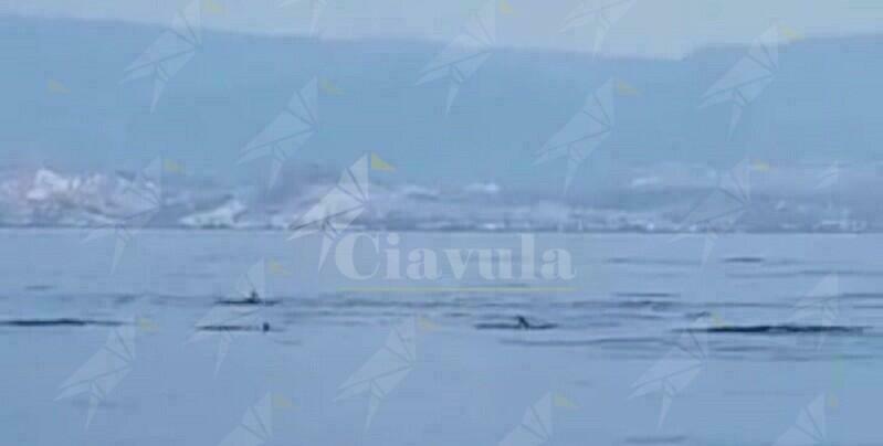 Avvistato branco di delfini a Roccella Jonica – Il video
