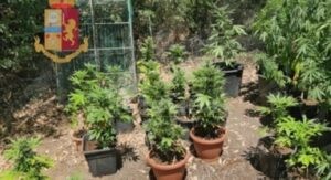 Coltivano e spacciano marijuana, arrestati due fratelli item-thumbnail