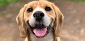 Gioiosa: Uccise brutalmente un cane e lo gettò in un dirupo. Condannato a due anni e mezzo di reclusione item-thumbnail