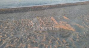 Calabria: Trovato a Roccella Jonica il primo nido di tartaruga marina del 2022 item-thumbnail