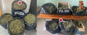 Controlli serrati nella zona delle Serre vibonesi: la polizia sequestra 65kg di marijuana item-thumbnail