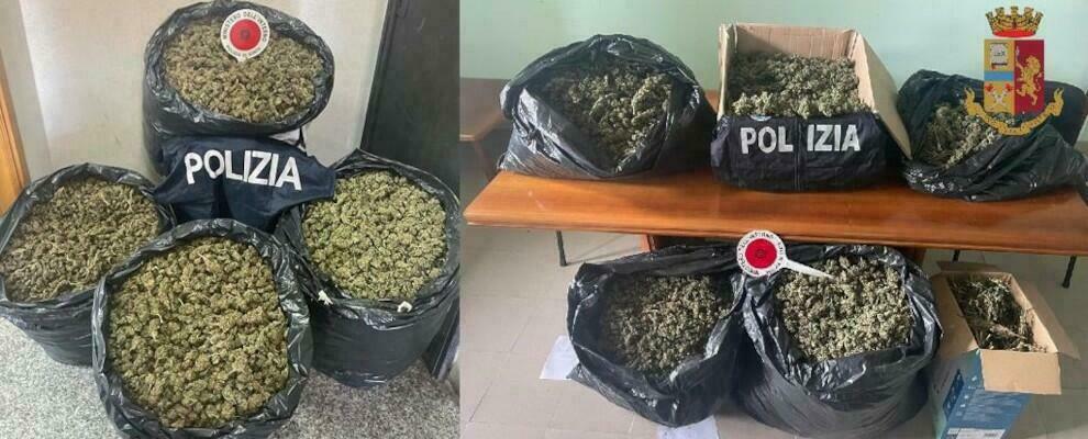 Controlli serrati nella zona delle Serre vibonesi: la polizia sequestra 65kg di marijuana