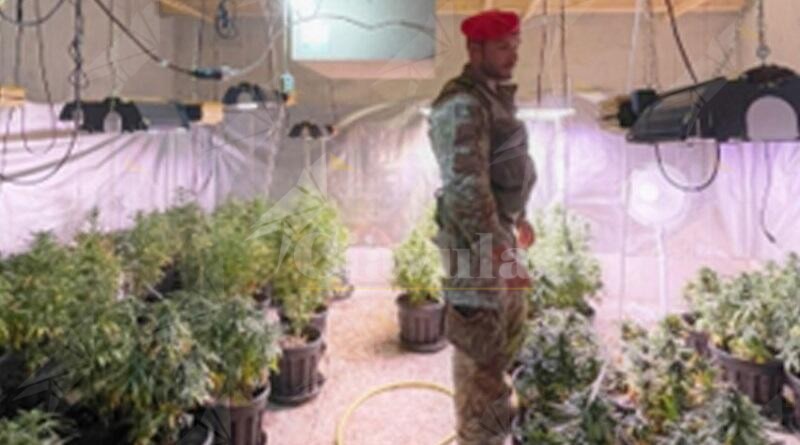 Scoperta piantagione di marijuana in Calabria, due arresti