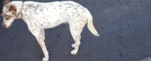 Chiude il cane in auto per un’ora sotto il sole, denunciata una donna a Reggio Calabria item-thumbnail