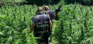 Scoperta piantagione di cannabis in Calabria item-thumbnail