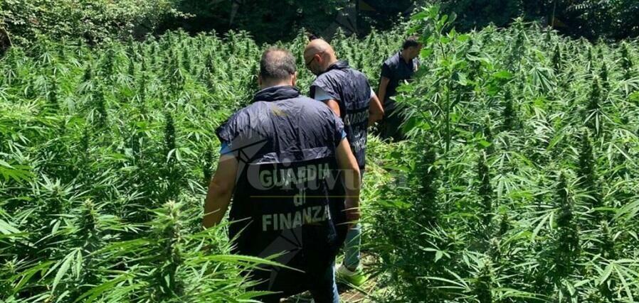 La guardia di finanza scopre una maxi piantagione di marijuana, un arresto