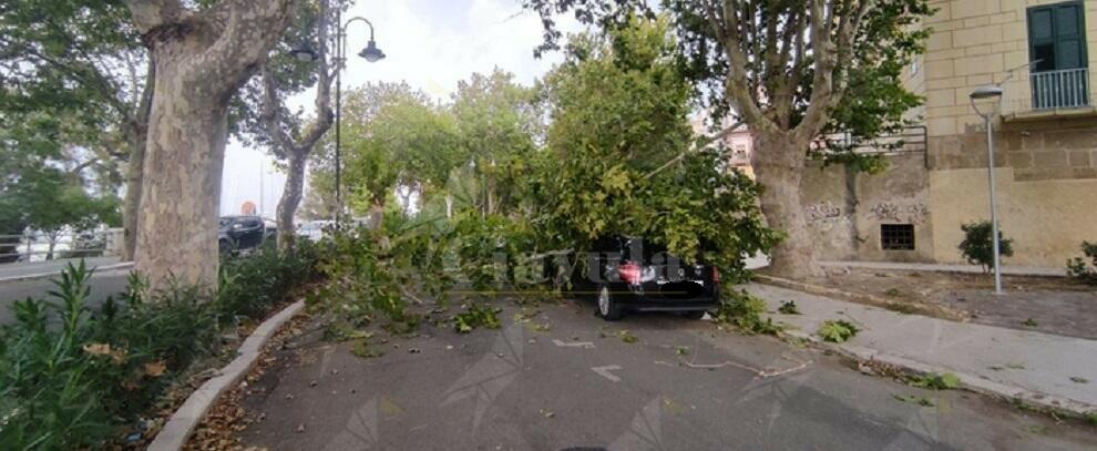 Calabria: Albero spezzato dal vento cade su un’auto, illeso il conducente