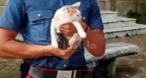 Polistena, maltrattano un gattino e postano un video su Instagram. Denunciati tre ragazzi item-thumbnail