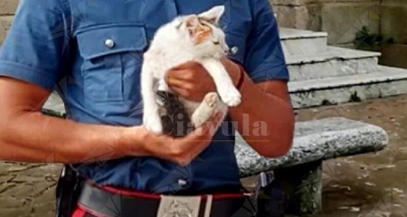Polistena, maltrattano un gattino e postano un video su Instagram. Denunciati tre ragazzi Polistena, maltrattano un gattino e postano un video su Instagram. Denunciati tre ragazzi