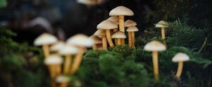 Mangia i funghi raccolti da un parente in Calabria e muore: indagini in corso item-thumbnail
