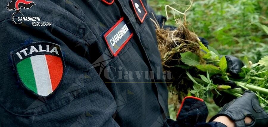 Trovati in un sacco nero 8 kg di marijuana. Arrestato 58enne a Palmi