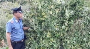 Scoperta e sequestrata in Calabria una piantagione di cannabis item-thumbnail