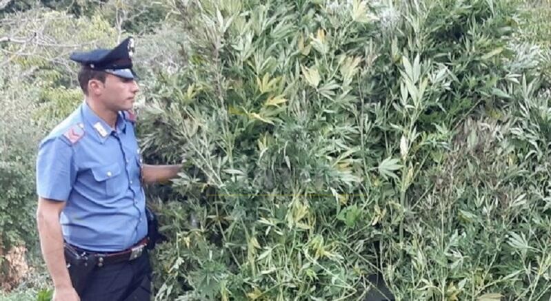 Scoperta e sequestrata in Calabria una piantagione di cannabis