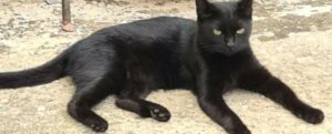 Sant’Ilario dello Jonio: una gattina bloccata sul tetto tratta in salvo dai vigili del fuoco item-thumbnail