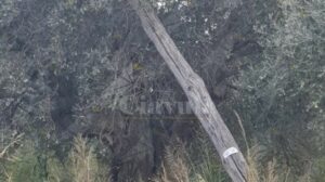 Quando i cauloniesi devono subire l’egoismo dei vicini roccellesi item-thumbnail