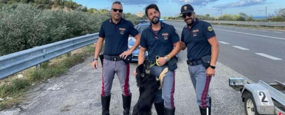 Agente di polizia salva cane abbandonato sulla S.S. 106 e lo adotta