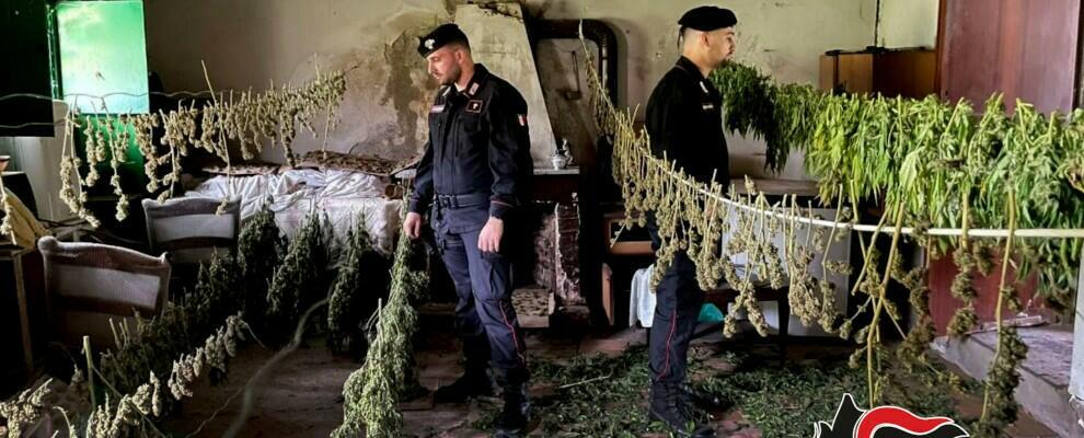 Droga: scoperta piantagione di canapa nel reggino. A Cinquefrondi trovati 11kg di marijuana pronta alla vendita
