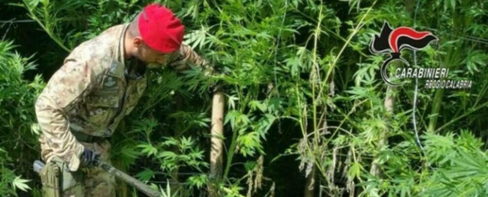 Scoperta piantagione di marijuana a Gioiosa Ionica. Nello stesso terreno trovate armi e munizioni