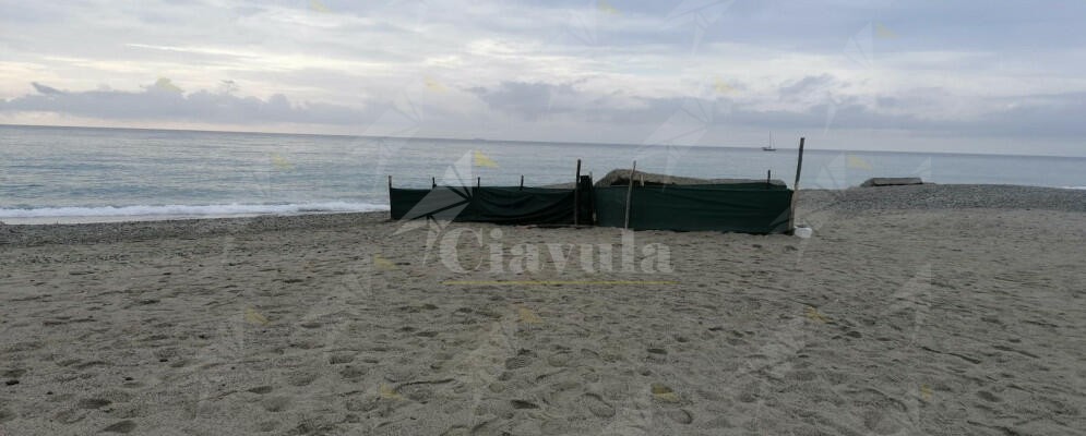 Le tartarughe Caretta caretta scelgono Caulonia: trovato un nido