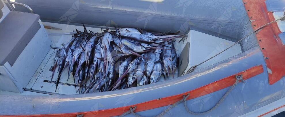 Sequestrati nel Reggino centinaia di piccoli esemplari di pesce spada catturati illegalmente