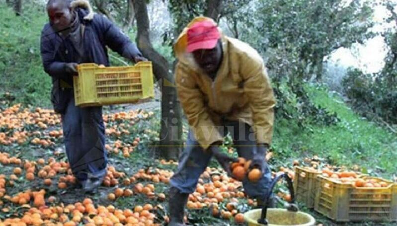 Riparte la vendita dei prodotti solidali della Piana di Gioia Tauro, sostenuta da ReCoSol