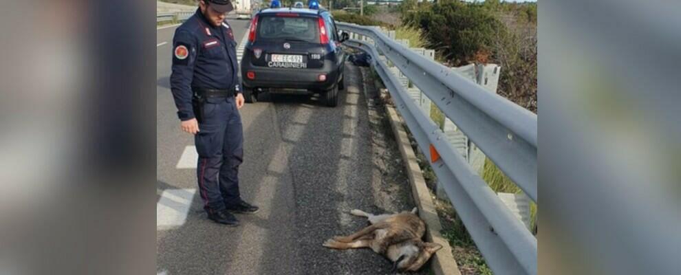 Lupo investito e ucciso sulla Statale 106